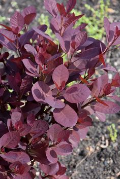 a plant with purple leaves in the dirt