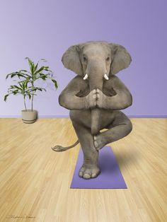 an elephant is sitting in the middle of a yoga pose