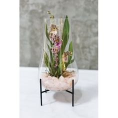 an orchid plant in a glass vase with rocks and pebbles on a stand against a concrete wall