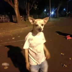 a small dog standing on top of a street next to a person in white shirt