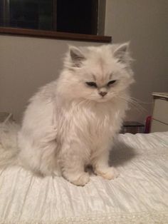 a white cat sitting on top of a bed