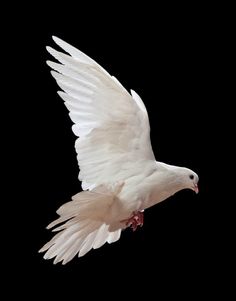 a white bird flying through the air with its wings spread