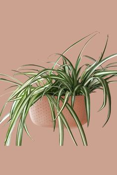 an air plant in a pot on a pink background