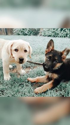 two puppies playing with a stick in the grass