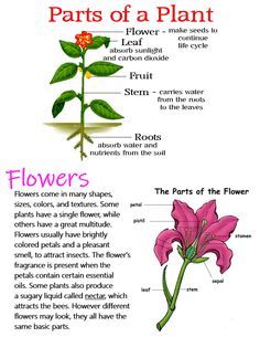 the parts of a plant with pictures and text on it's side, including flowers