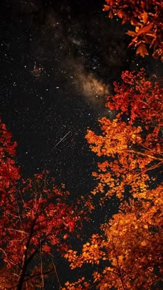 the night sky is filled with stars and colorful trees are lit up by bright orange leaves