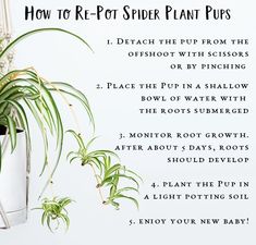 a potted plant with instructions for how to prop spider plant pus in it