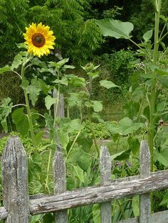 a large sunflower sitting on top of a lush green field next to a wooden fence