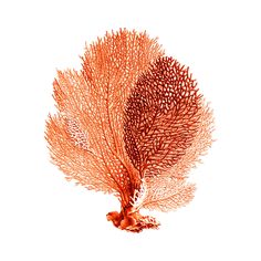 an orange coral on a white background