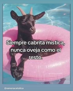 a baby goat sitting on an inflatable pool float with the caption saying, sempre cabria mistica, nunca oveja comoo e resto