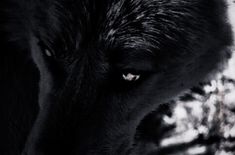 a black and white photo of a wolf's face