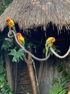 three colorful parrots sitting on a tree branch in front of a thatched hut