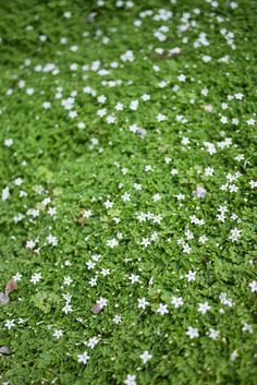 small white flowers are growing on the green grass in an area that looks like it has been