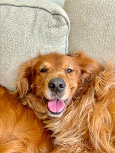 a brown dog laying on top of a couch with its tongue hanging out and it's eyes open