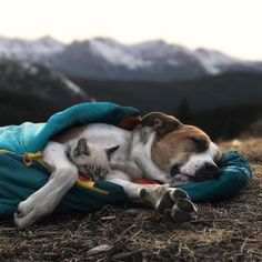 a dog laying on top of a blue blanket in the middle of a field with mountains in the background