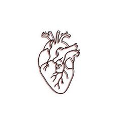 a drawing of a human heart on a white background