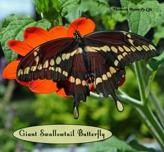 an orange and black butterfly sitting on top of a flower with the words grant memorial butterfly life above it