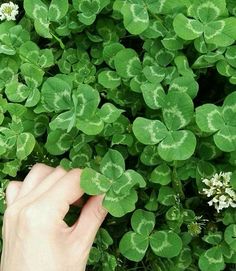 a person's hand reaching for some green leaves on a plant with white flowers in the background