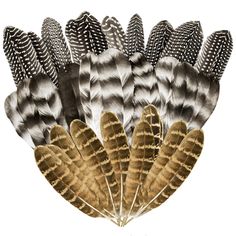 an arrangement of feathers on a white background