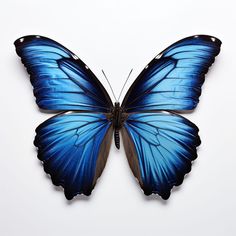 a large blue butterfly sitting on top of a white surface