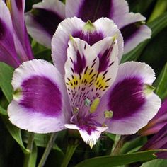 purple and white flowers with green leaves in the background