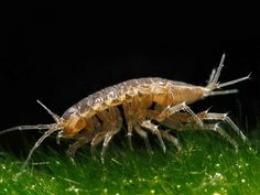 a close up of a bug on some grass