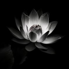 a black and white photo of a lotus flower