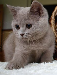 a small gray kitten sitting on top of a white rug next to a wicker basket