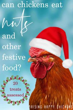 a chicken wearing a santa hat with the words can chickens eat nuts and other festive food?