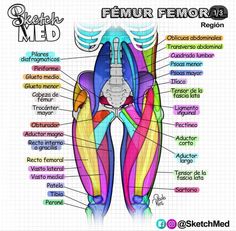 the anatomy of the female pectoral and hernial discriments