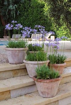 three potted plants sitting on steps next to a pool