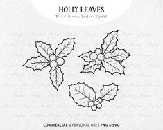 holly leaves with berries on them and the words holly leaves in black ink are shown