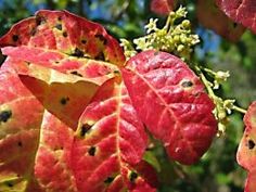 red and yellow leaves with black spots on them