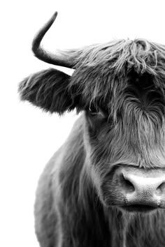 a black and white photo of a bull with horns on it's head, looking at the camera