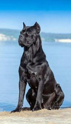 a large black dog sitting on top of a beach next to the ocean and looking off into the distance