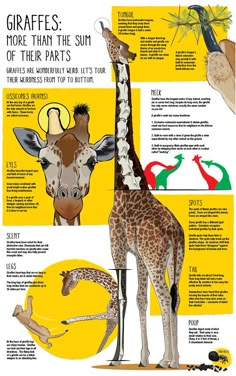 the giraffes are all different types of their parts in this info sheet