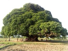 a large tree in the middle of a field with people standing around and looking at it