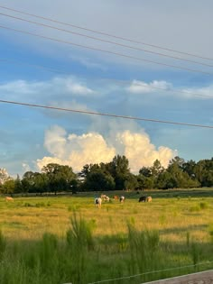 several cows grazing in a field with power lines above them and trees behind them, under a cloudy sky