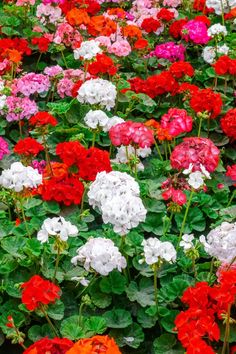 many different colored flowers are growing together