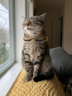 a cat sitting on top of a cushion next to a window looking out the window