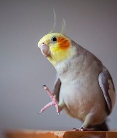 a yellow and white bird sitting on top of a wooden table next to a wall