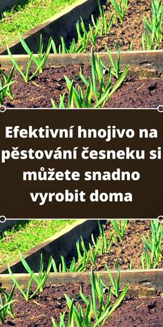 the words are written in different languages on top of green grass and dirt, with small plants