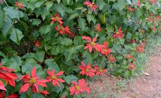 red poinsettia plants growing on the side of a dirt road with green leaves