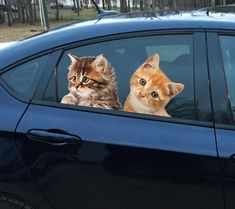 two cats sitting in the drivers side window of a car, one looking at the camera