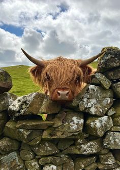 a brown cow sticking its head over a stone wall