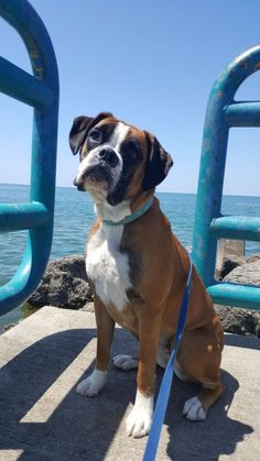 a brown and white dog sitting next to the ocean