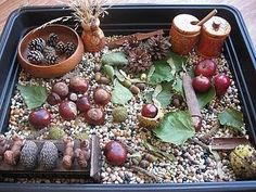 an assortment of plants and nuts in a tray on a table with pine cones, acorns