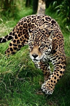 a large leopard walking across a lush green field