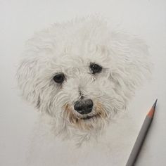 a drawing of a white dog next to a pencil