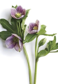 three purple flowers with green leaves on a white background